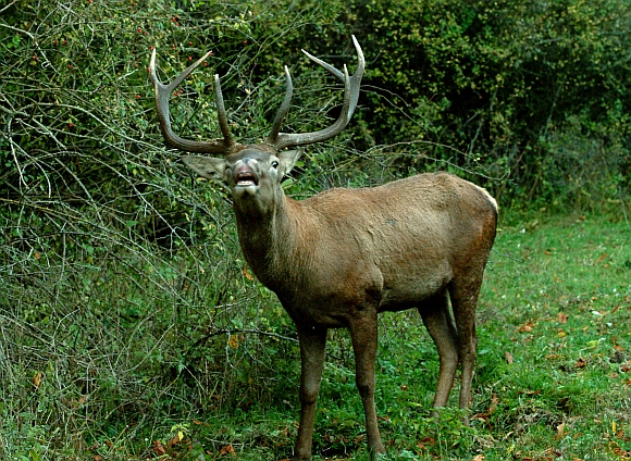 Ancora cervi